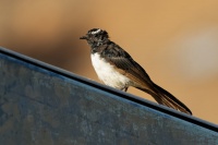 Pavik cernobily - Rhipidura leucophrys - Willie-wagtail 8631